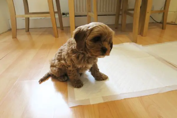 Are puppy pads a good idea