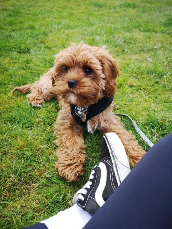 Can you walk a Cavapoo too much?