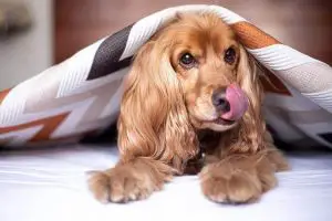 Why do dogs lick blankets