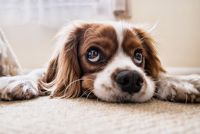 How to reduce separation anxiety in dogs