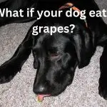 What if your dog eats grapes