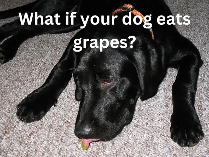 What if your dog eats grapes