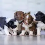 Do puppies lose weight after birth