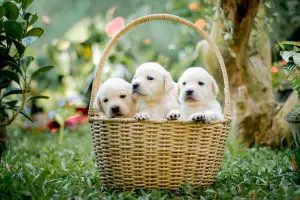 Does birth order matter in puppies