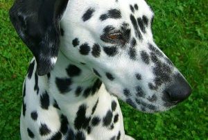 How many puppies can a Dalmatian have