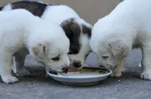 Is birch milk good for puppies