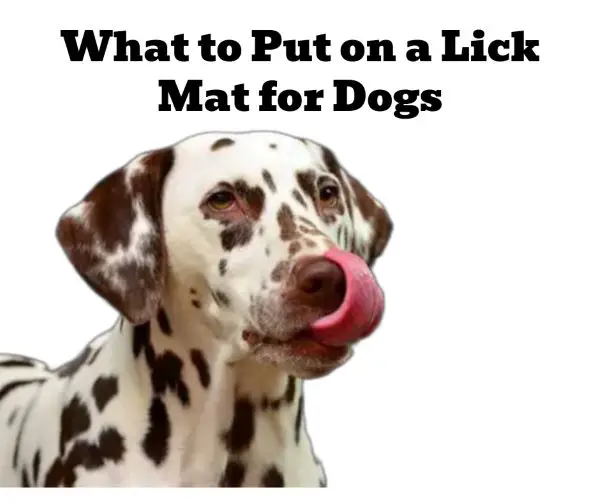 What to put on a lick mat for dogs