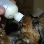 Why is milk coming out of puppies nose