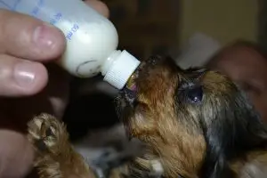 Why is milk coming out of puppies nose