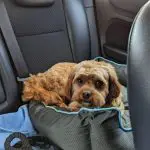 When can Puppies Travel by Car