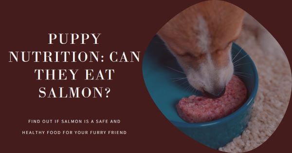Can puppies eat salmon